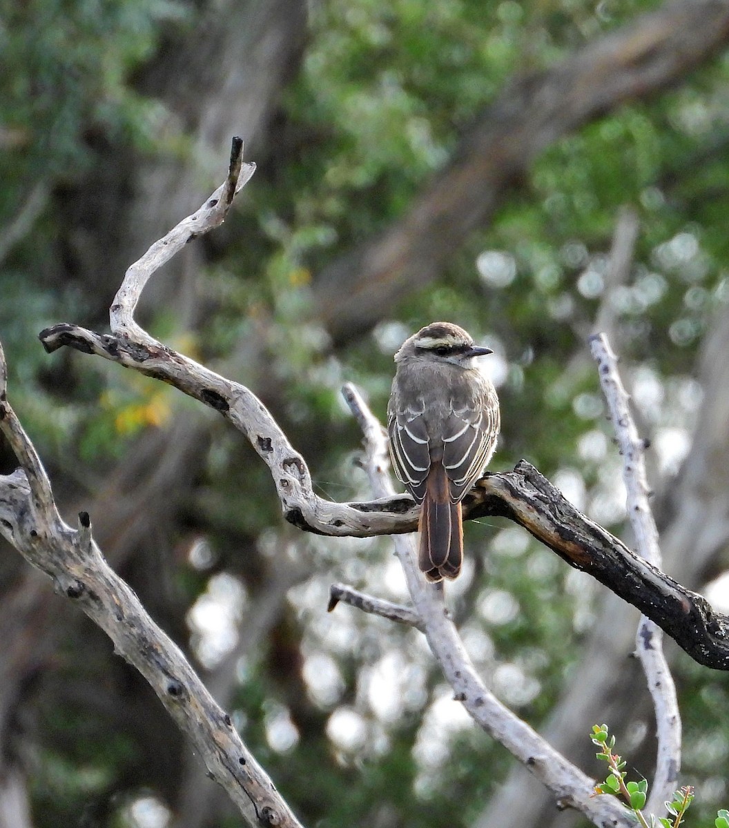 Crowned Slaty Flycatcher - Hugo Valderrey