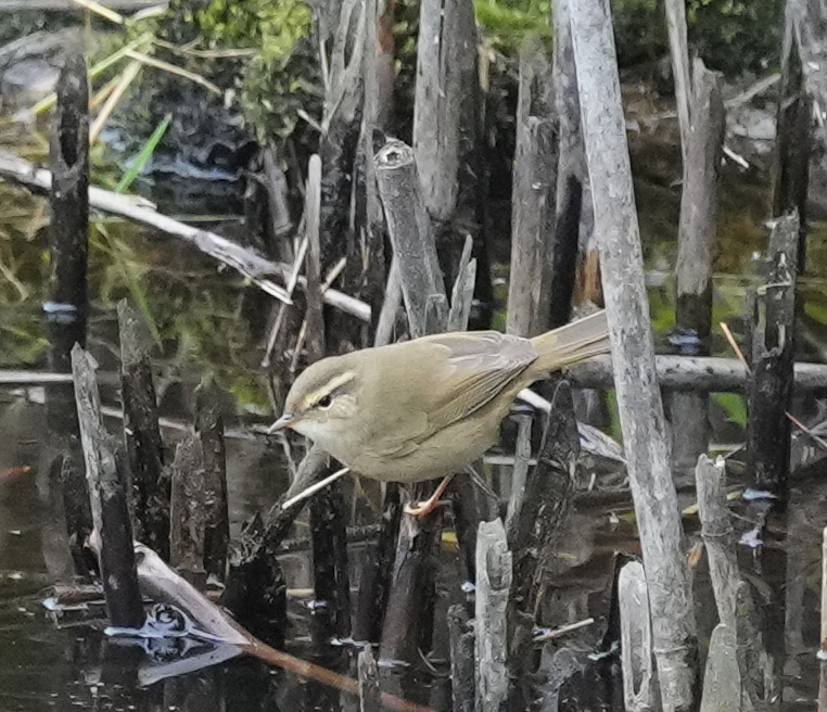 Radde's Warbler - Zhongyu Wang