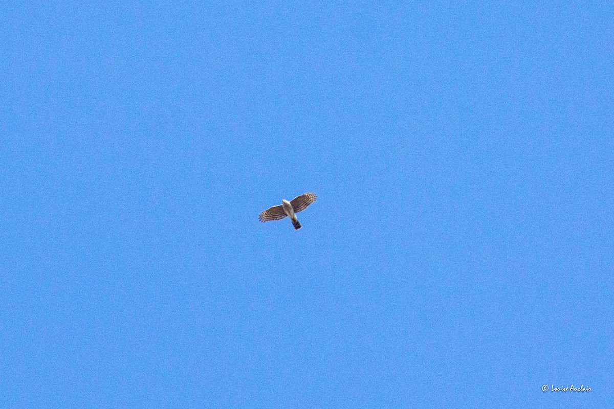 Sharp-shinned Hawk - Louise Auclair