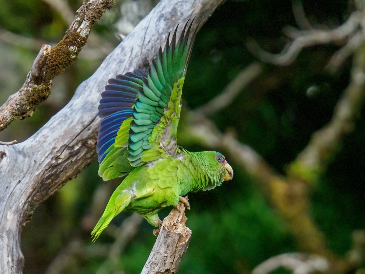 White-fronted Parrot - ML619668452