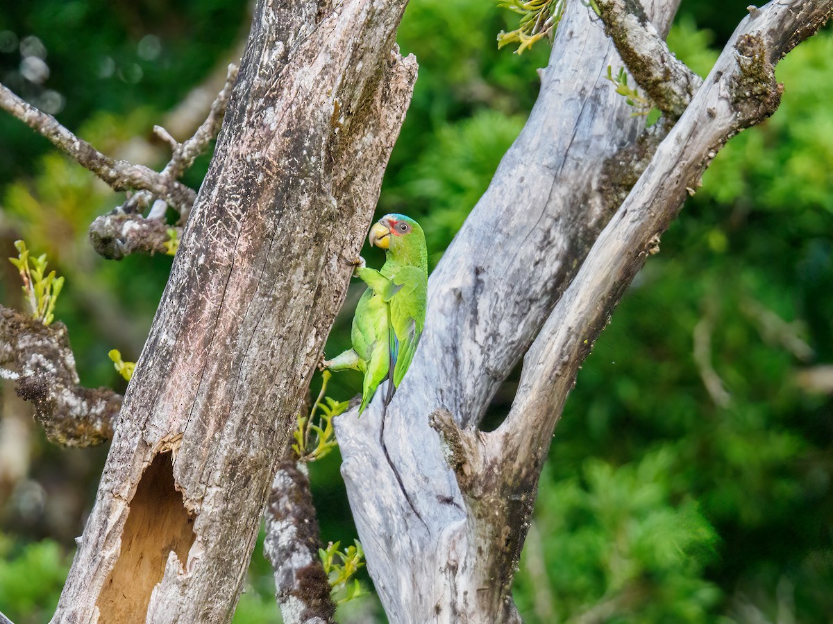 White-fronted Parrot - ML619668453