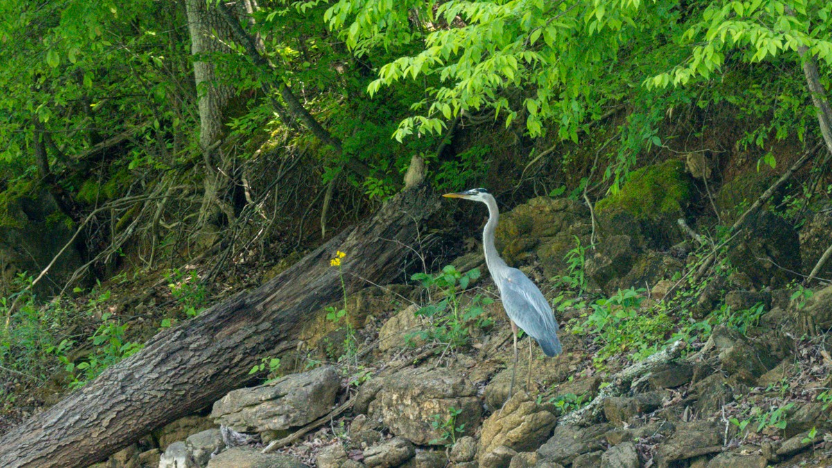 Great Blue Heron - ML619668457