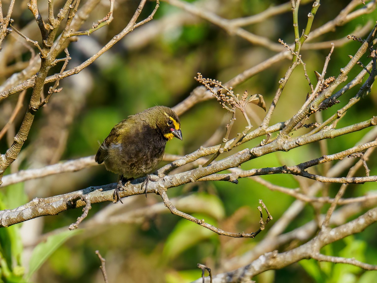 Yellow-faced Grassquit - ML619668462