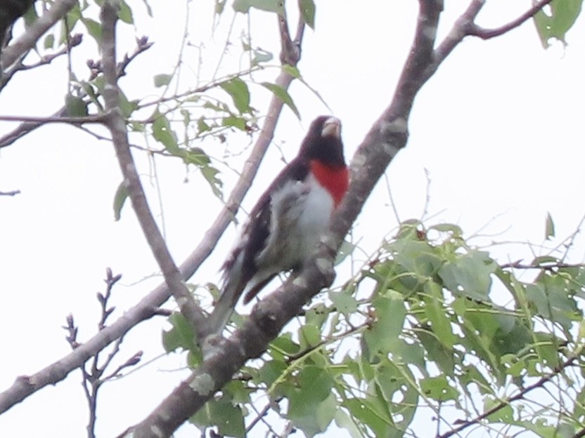 Rose-breasted Grosbeak - Tim Carney