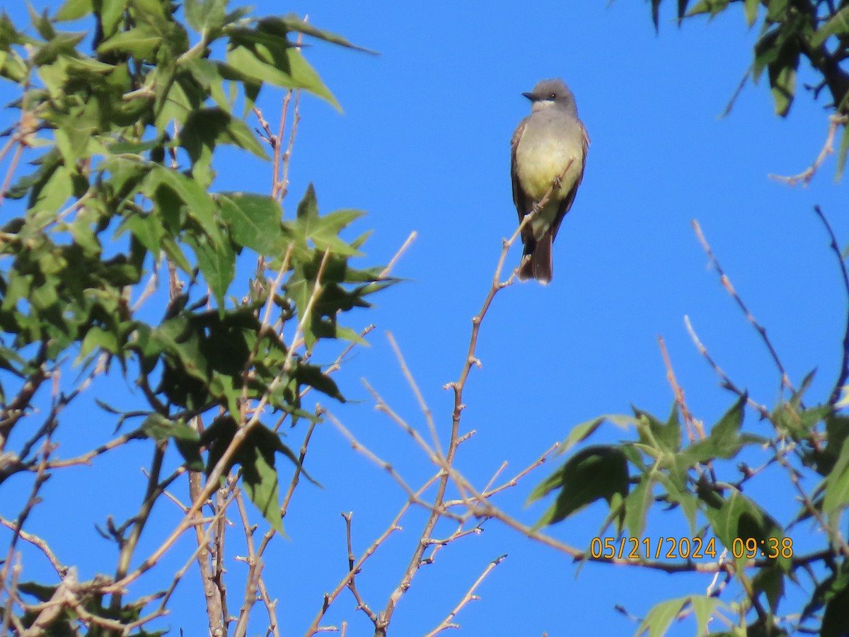 Cassin's Kingbird - Andy Harrison