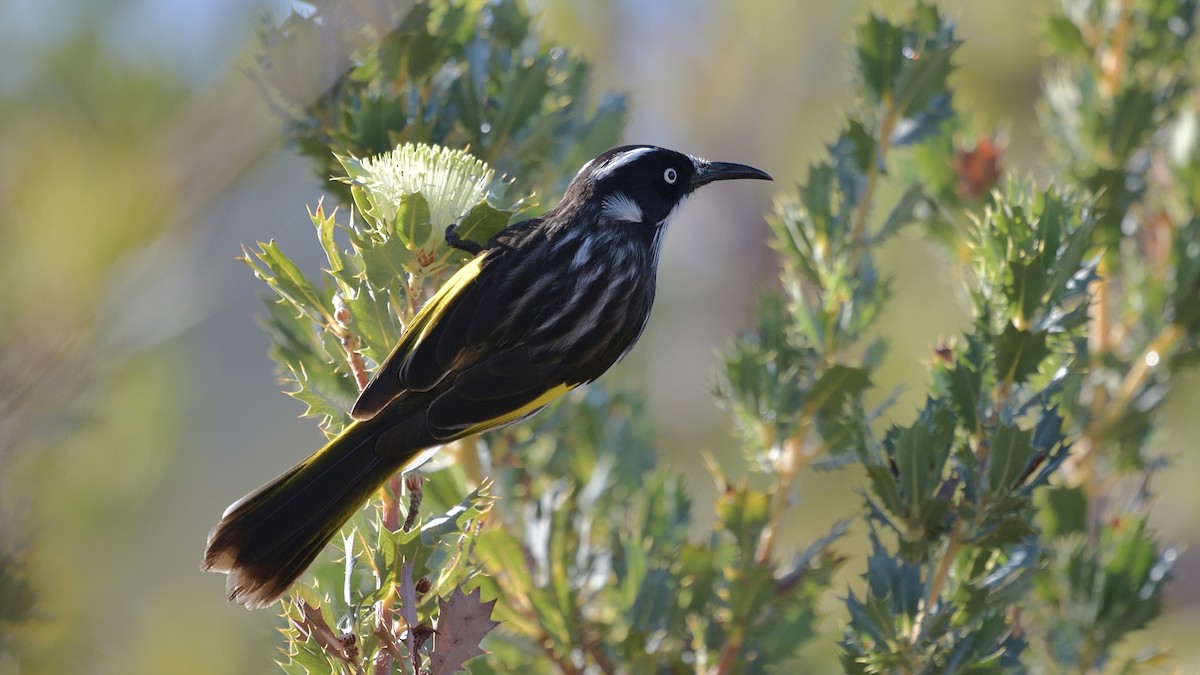 New Holland Honeyeater - Elaine Rose