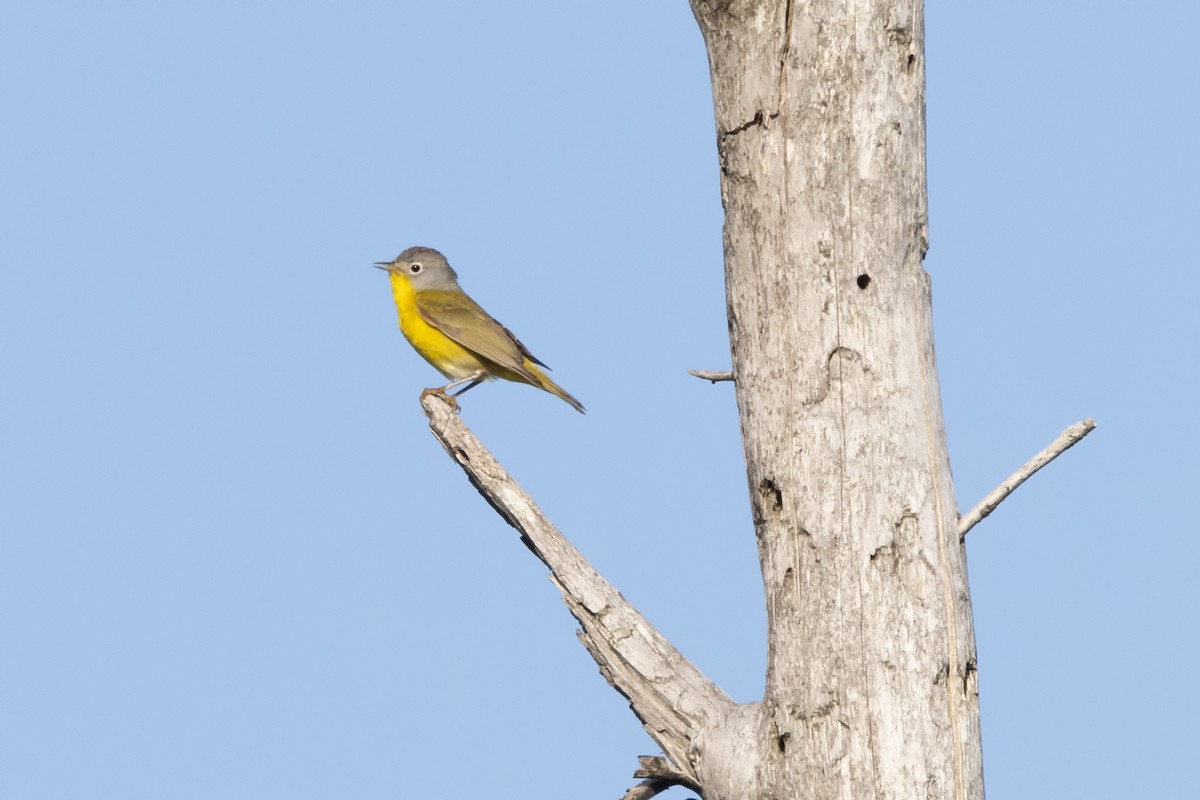 Nashville Warbler (ruficapilla) - Kees de Mooy