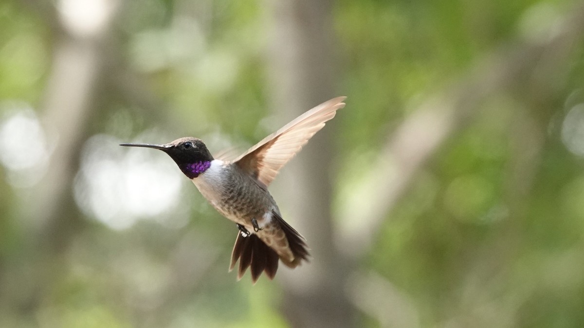 Black-chinned Hummingbird - ML619668494