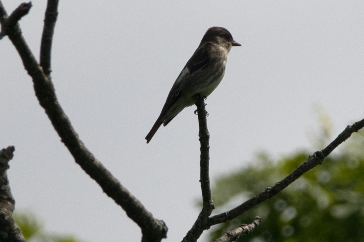 Olive-sided Flycatcher - Barry Cull
