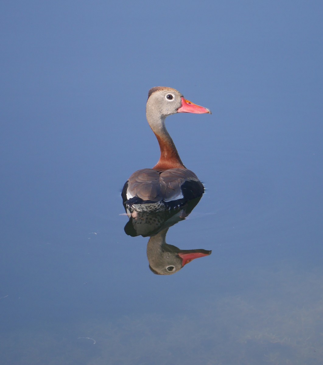 Black-bellied Whistling-Duck - ML619668501