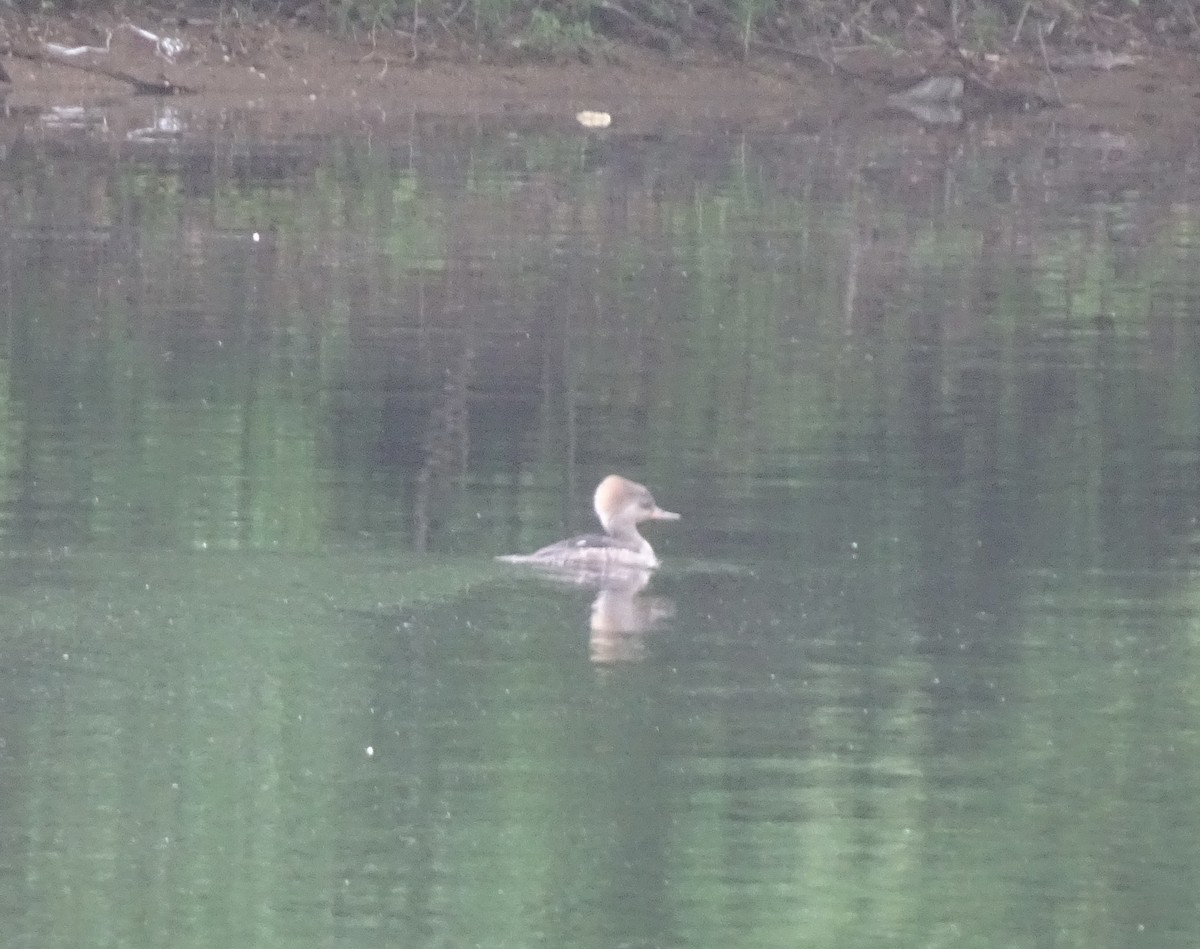 Hooded Merganser - ML619668503