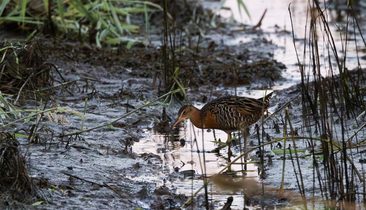 King Rail (Northern) - Jay McGowan