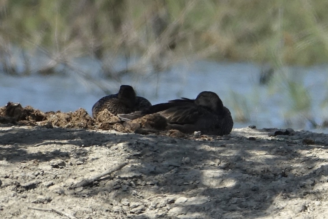 Gadwall - ML619668532