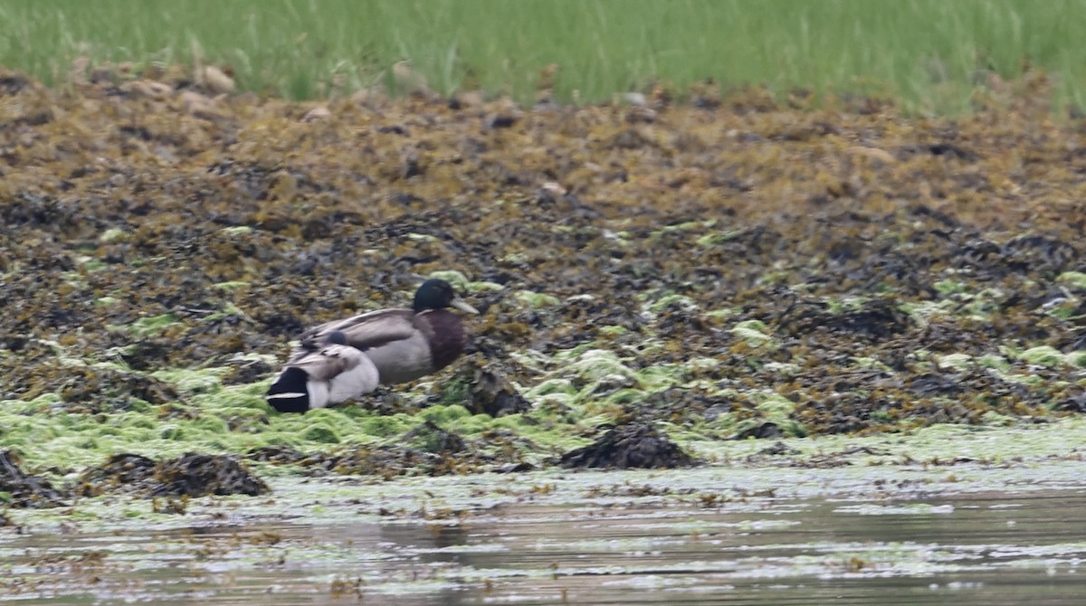 Mallard - Lisa Goodwin