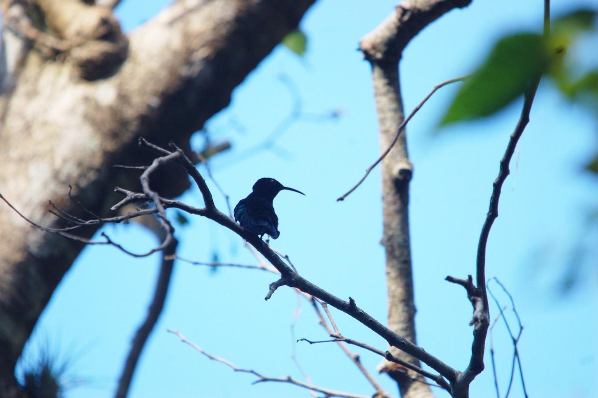 Purple-throated Carib - Samuel Hilaire