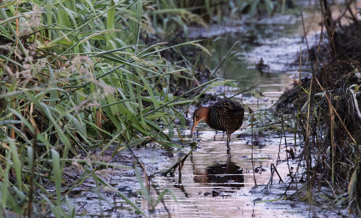 King Rail (Northern) - Jay McGowan