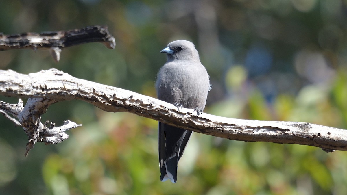 Dusky Woodswallow - ML619668540