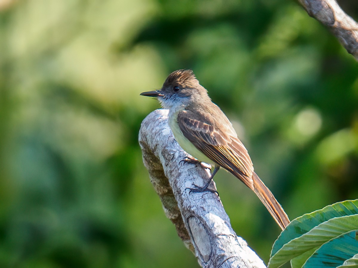 Brown-crested Flycatcher - ML619668541