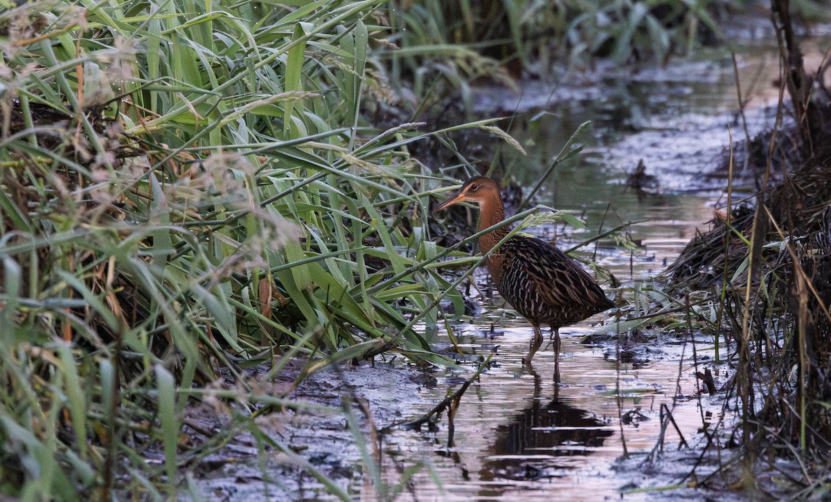 King Rail (Northern) - Jay McGowan