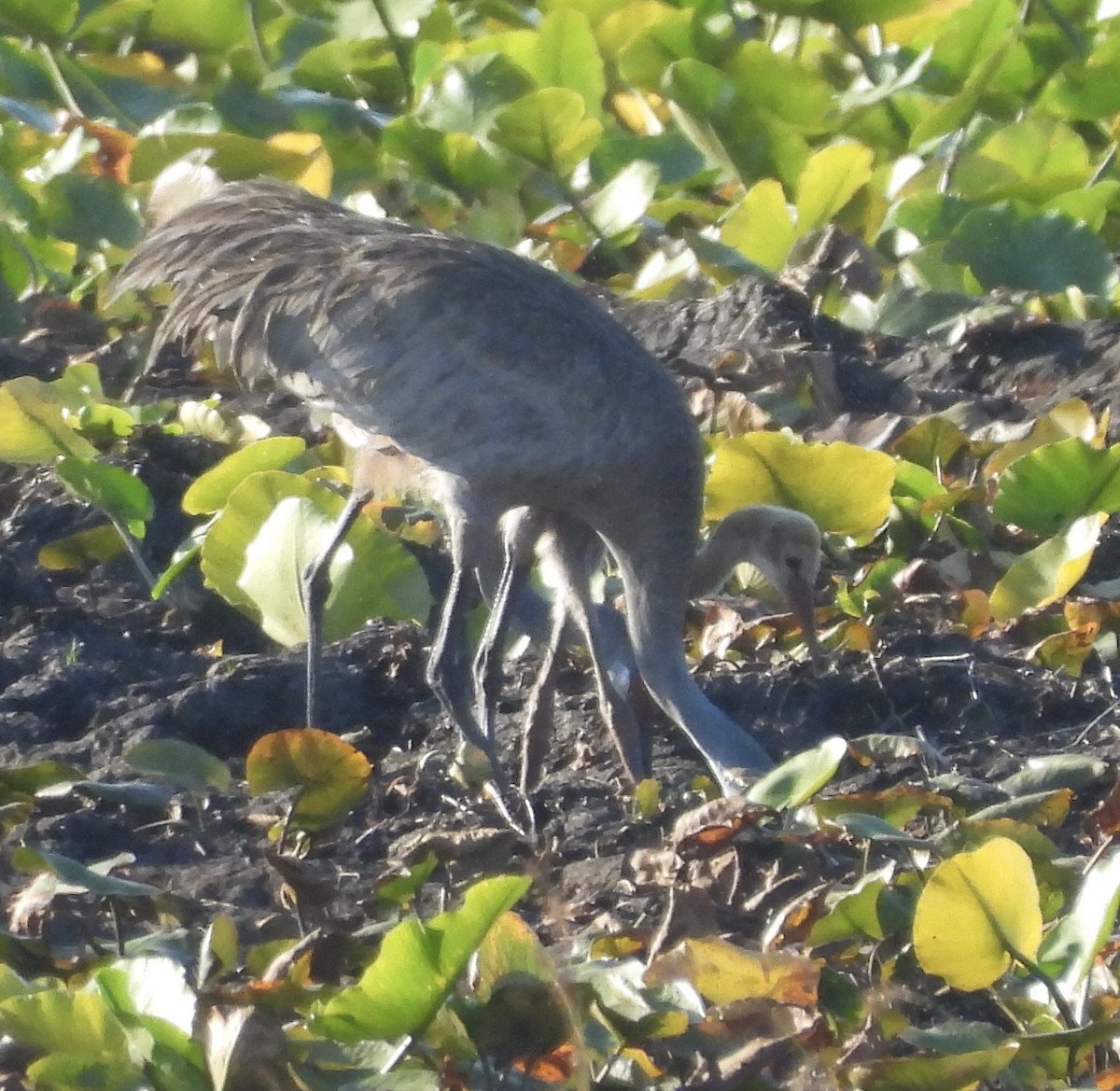 Sandhill Crane - pamela graber