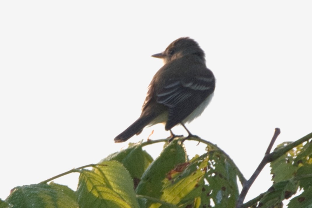 Willow Flycatcher - Barry Cull