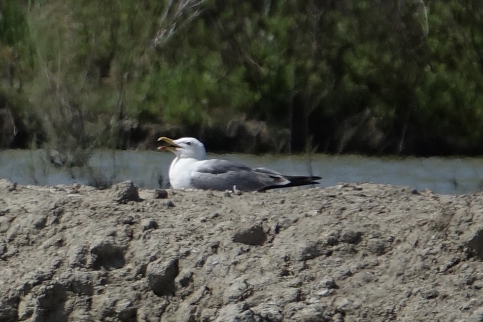 Yellow-legged Gull - Fred Matthews