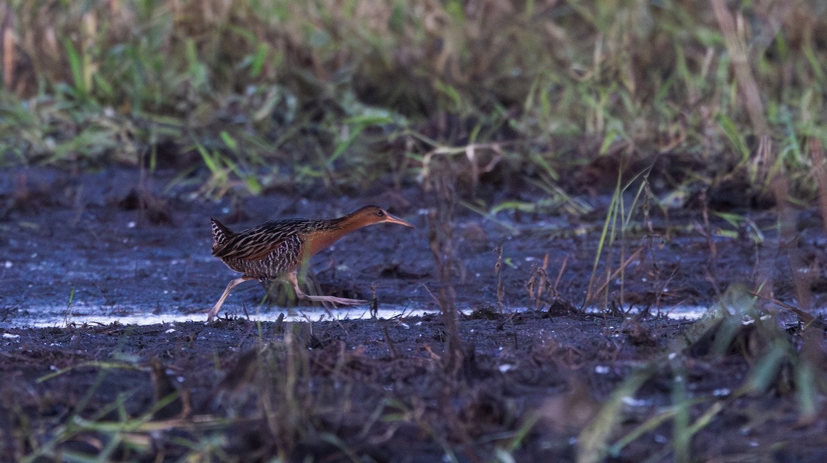 chřástal královský (ssp. elegans) - ML619668567