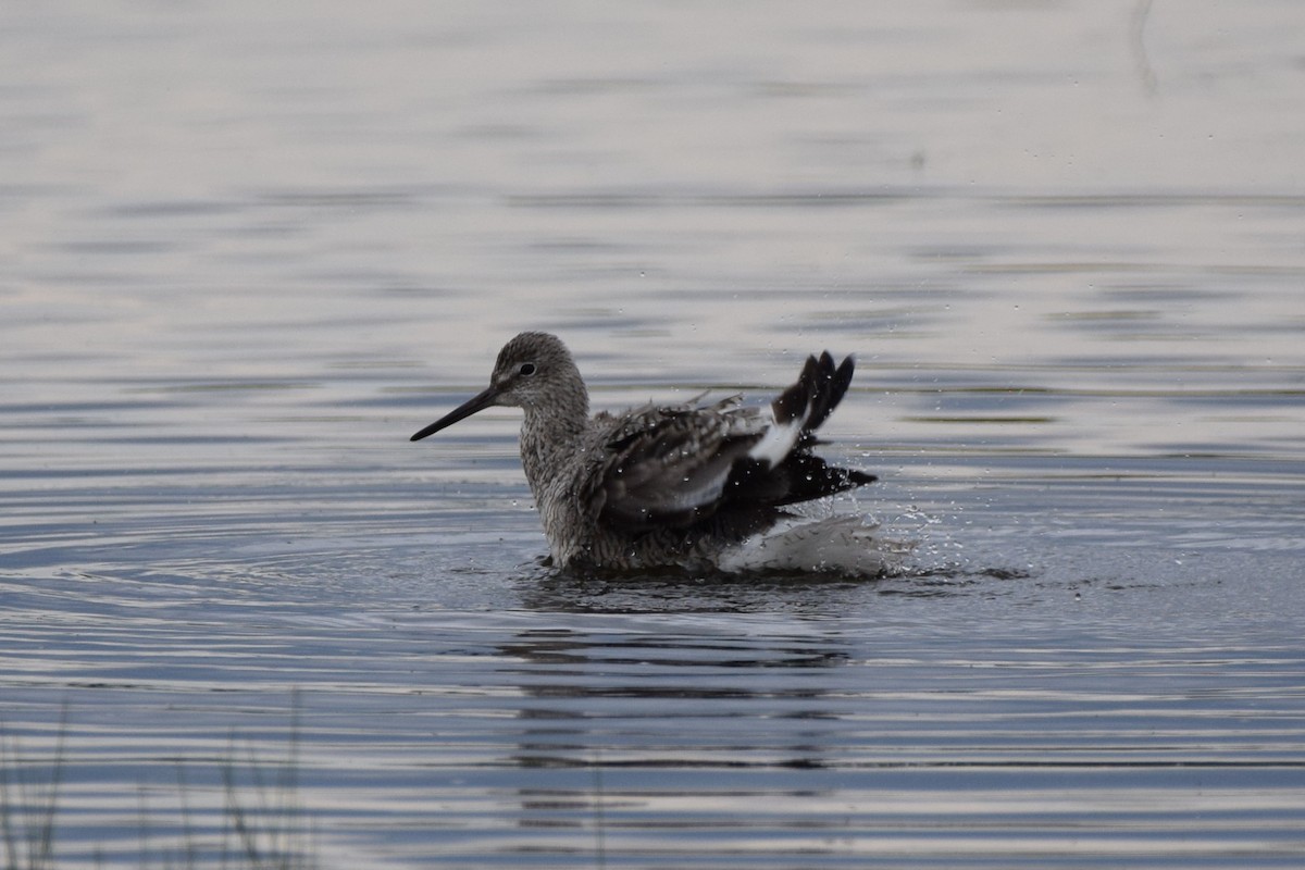 Willet - ML619668573