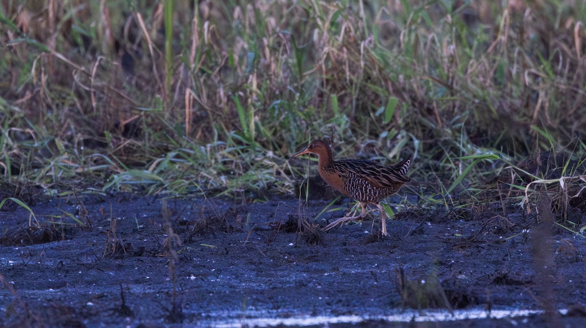 chřástal královský (ssp. elegans) - ML619668582