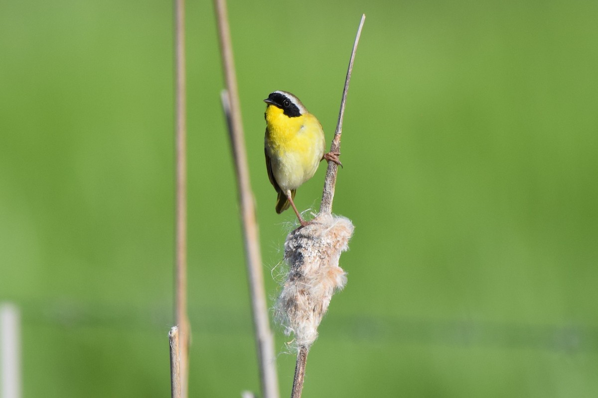 Common Yellowthroat - ML619668584