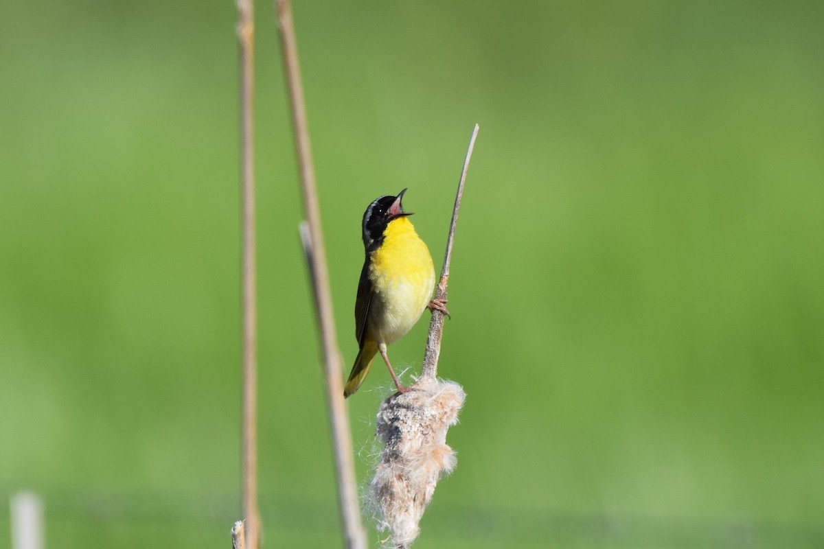 Common Yellowthroat - ML619668585