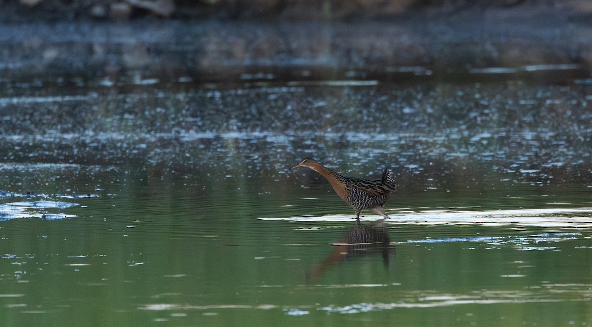 chřástal královský (ssp. elegans) - ML619668593