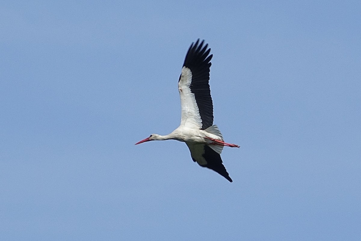 White Stork - Fred Matthews