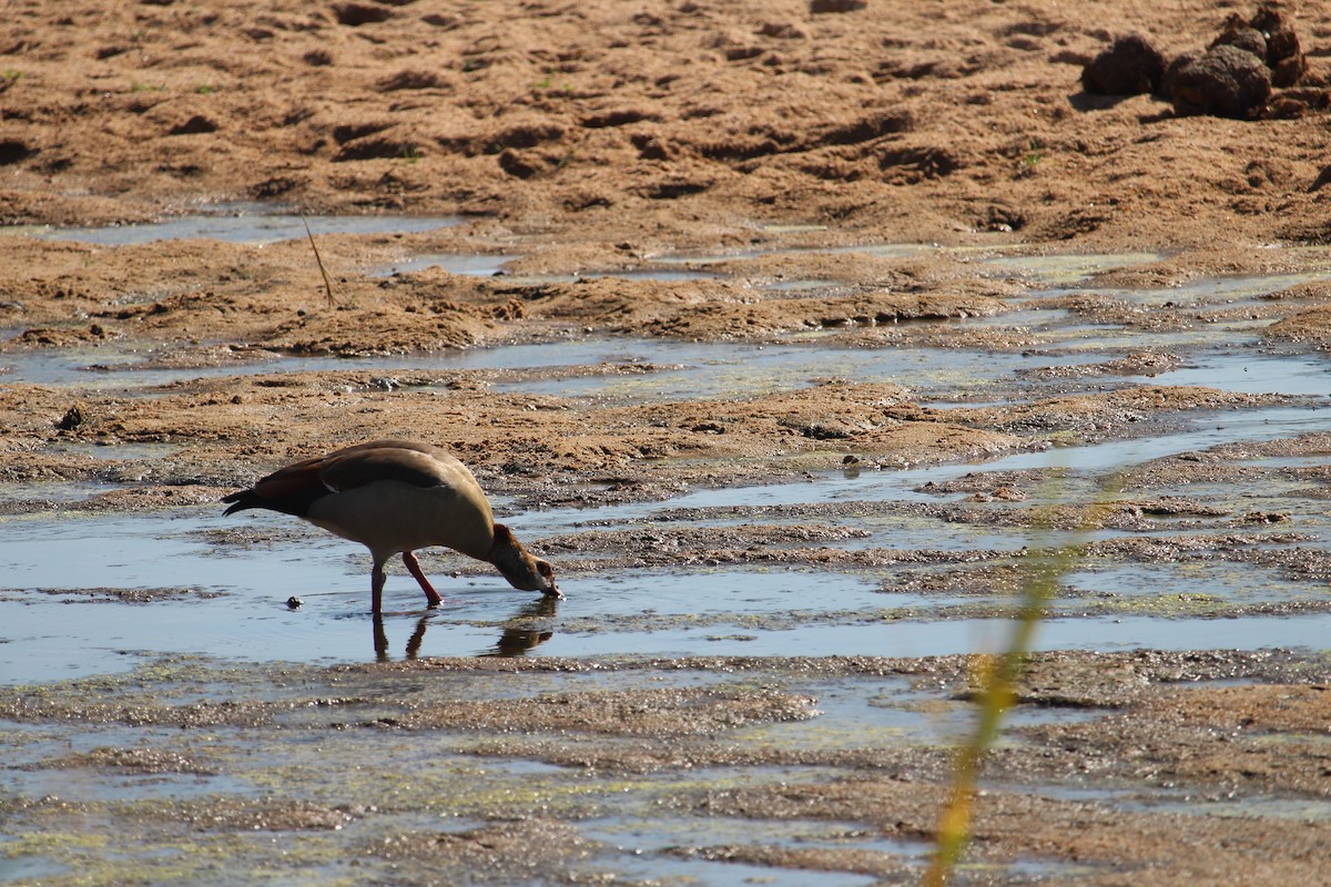 Egyptian Goose - Martijn Bolkenbaas