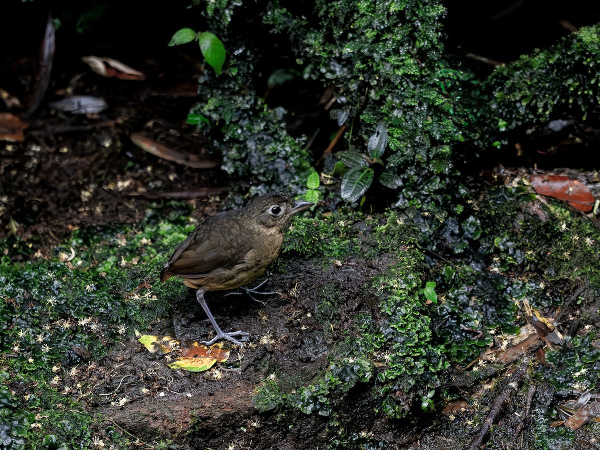 Plain-backed Antpitta - ML619668610