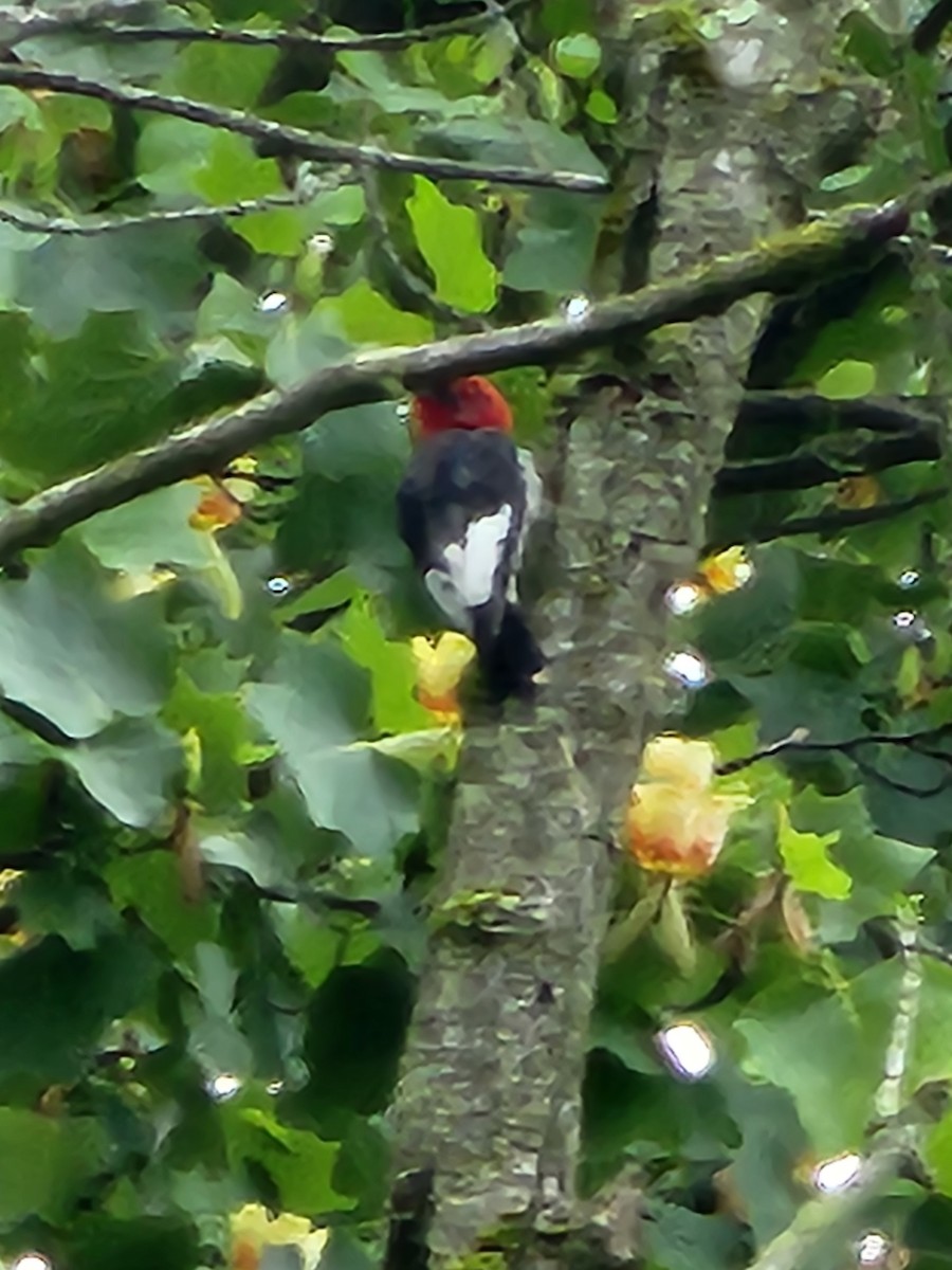 Red-headed Woodpecker - ML619668617