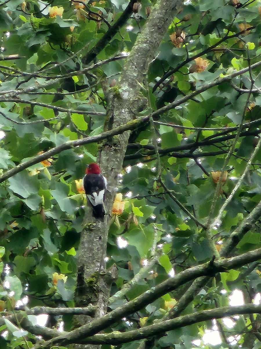 Red-headed Woodpecker - ML619668618