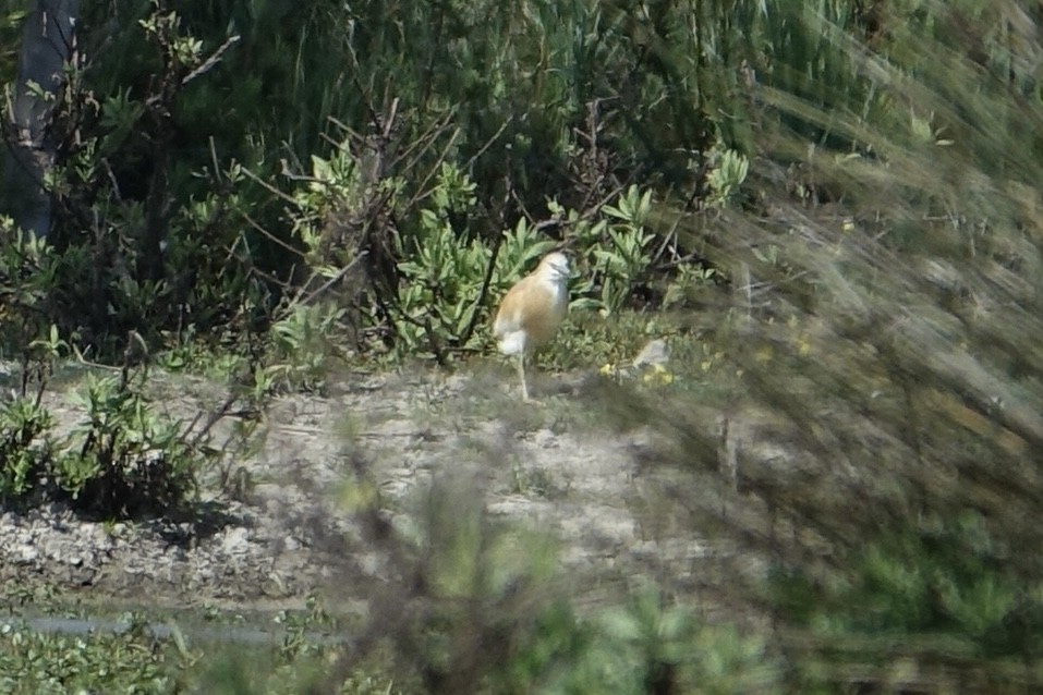 Squacco Heron - Fred Matthews