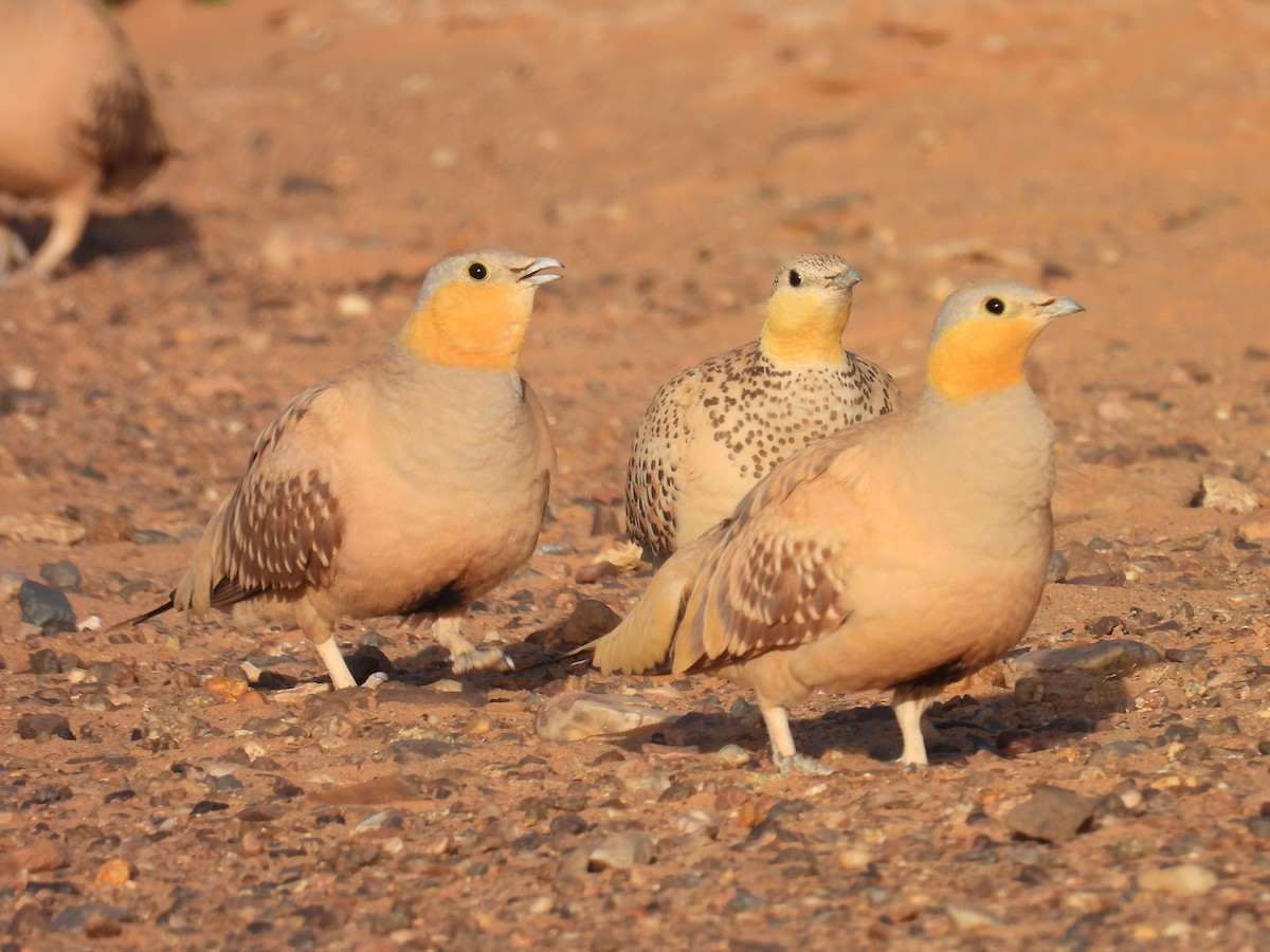 Spotted Sandgrouse - Simon Bradfield