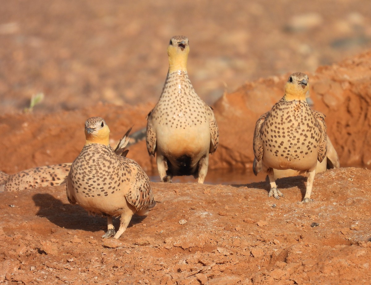 Spotted Sandgrouse - ML619668624