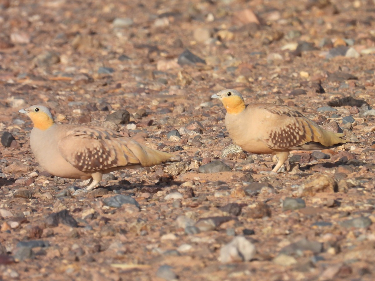 Spotted Sandgrouse - ML619668626