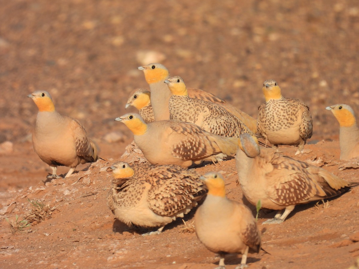 Spotted Sandgrouse - ML619668628