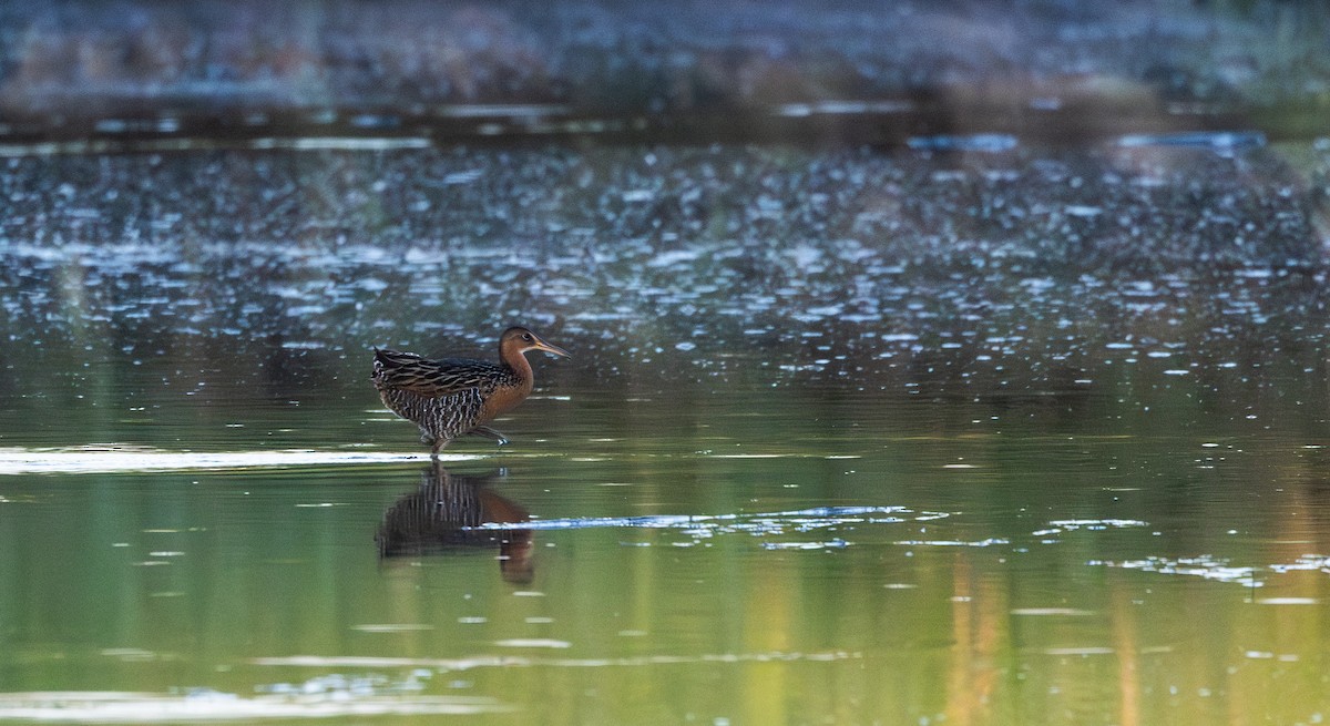 King Rail (Northern) - Jay McGowan