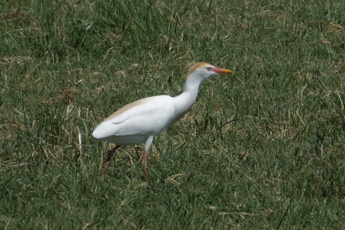 Western Cattle Egret - Fred Matthews