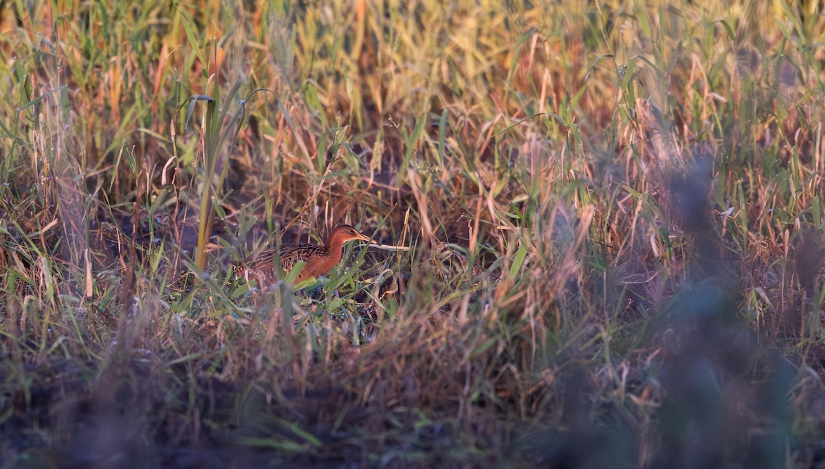 chřástal královský (ssp. elegans) - ML619668644