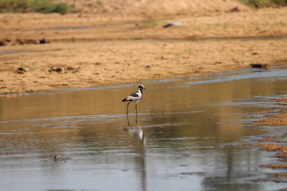 Blacksmith Lapwing - ML619668645