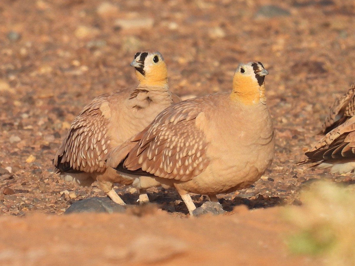 Crowned Sandgrouse - ML619668650