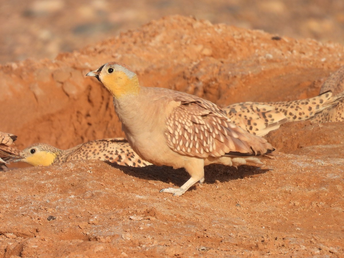 Crowned Sandgrouse - ML619668653