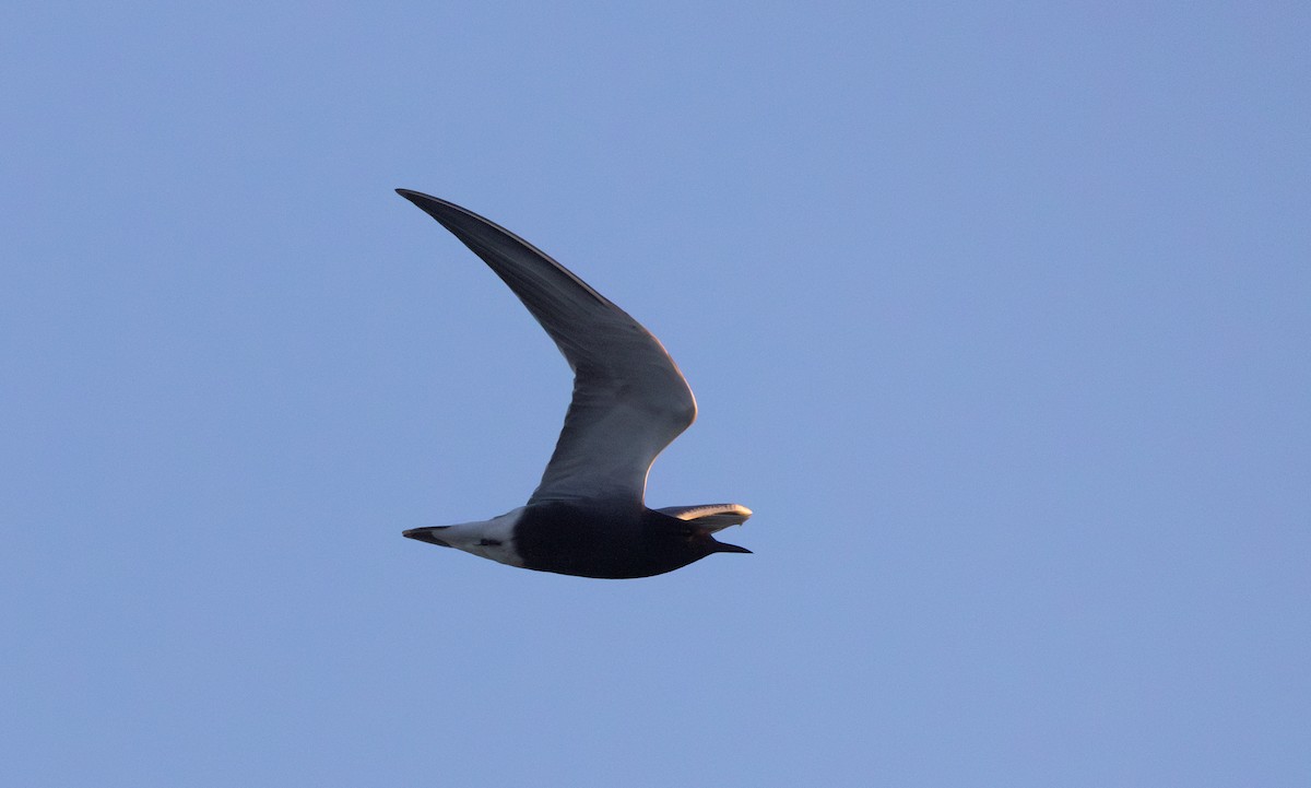 Black Tern (American) - ML619668658