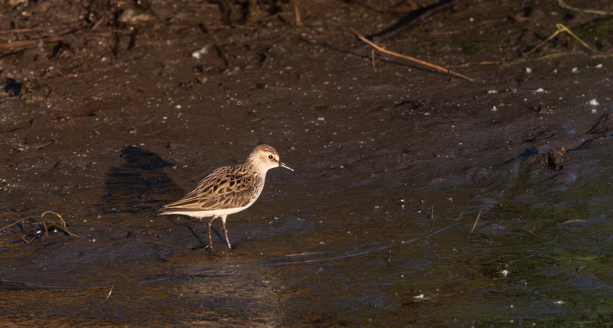 Semipalmated Sandpiper - ML619668670